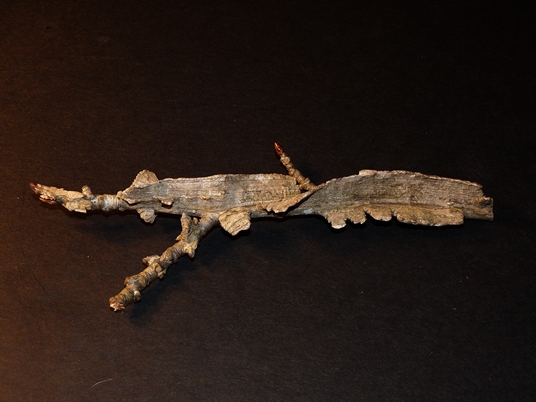 {Liquidambar styraciflua}